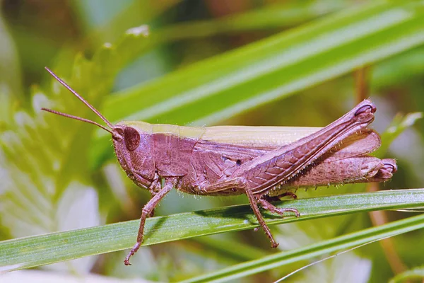 Grasshopper Primer Plano Hierba — Foto de Stock