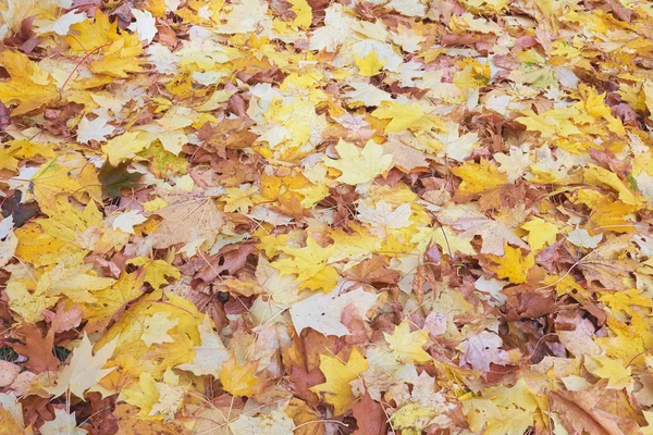 Hintergrund Aus Gelben Herbstblättern — Stockfoto