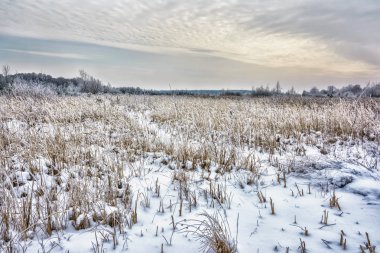 Gün batımında akşam kış manzarası. Karlı alan, arka planda kırağı ile kaplı kamışı.