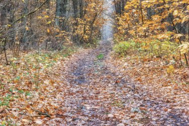 Sonbahar ormanının içinden geçen yol..