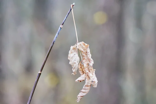 Shriveled Leave Branch — Stock Photo, Image