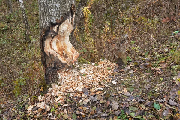 Biber Aus Nächster Nähe Zerstört — Stockfoto