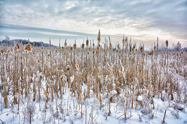 Winterlandschaft Schneebedecktes Feld Schilf Einem Sumpf Der Mit Frost Bedeckt — Stockfoto