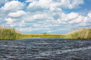 Nehir kıyısında güneşli bir gün. Üzerinde bulutlar ile Reed ve mavi gökyüzü.