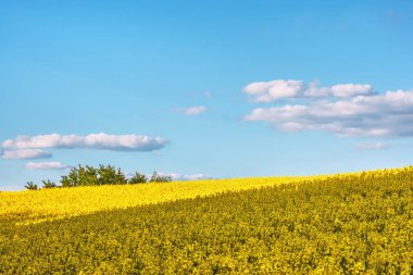 Kanola ve mavi gökyüzü bulutlu ele alan.