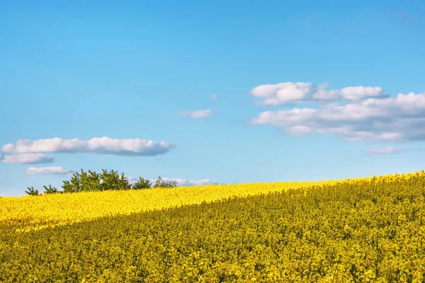 Kanola ve mavi gökyüzü bulutlu ele alan.