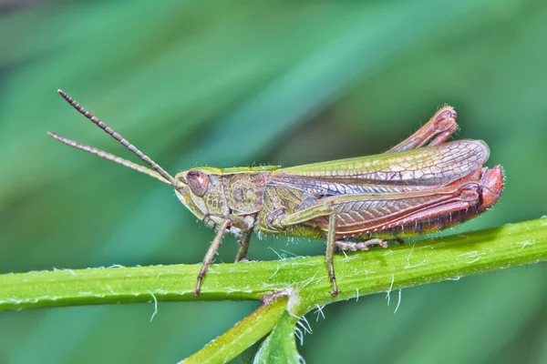 Grasshopper Primer Plano Hierba — Foto de Stock