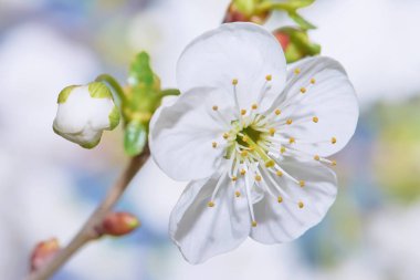 Kiraz çiçeği, beyaz çiçekler.