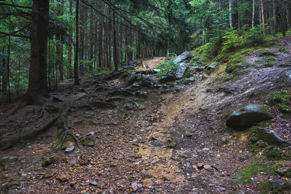 Mountain Forest Rocks Moss Ground — Stock Photo, Image