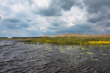 Sazlıklarla nehir kıyısında fırtına bulutları.