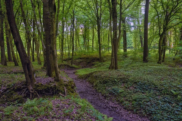 Paysage Soirée Forêt — Photo