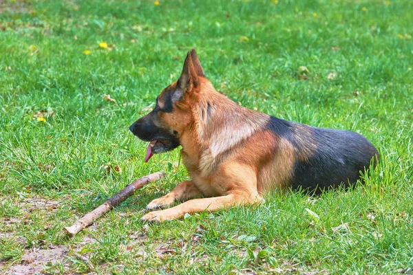 棒を持った犬は 草の接写にあります — ストック写真