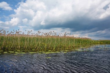 Sazlıklarla nehir kıyısında fırtına bulutları.