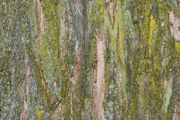 Baumrindenstruktur Natur Holz Hintergrund — Stockfoto