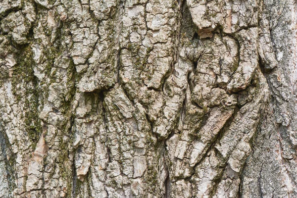 Textura Corteza Árbol Naturaleza Madera Fondo —  Fotos de Stock