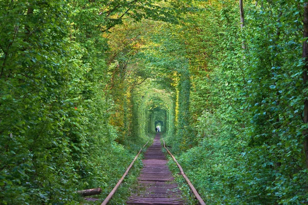 Prawdziwy Cud Natury Tunel Miłości Stworzony Drzew Wzdłuż Linii Kolejowej — Zdjęcie stockowe