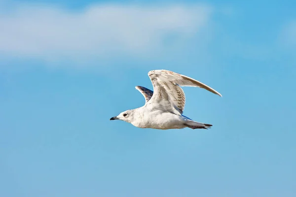 Gaivota Voo Contra Céu Azul — Fotografia de Stock