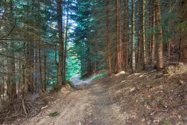 Ormanın içinden geçen dağ yolu.