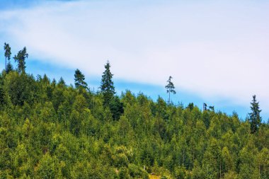 Arka plan-bulutlar ile dağ ormanı ve gökyüzü.