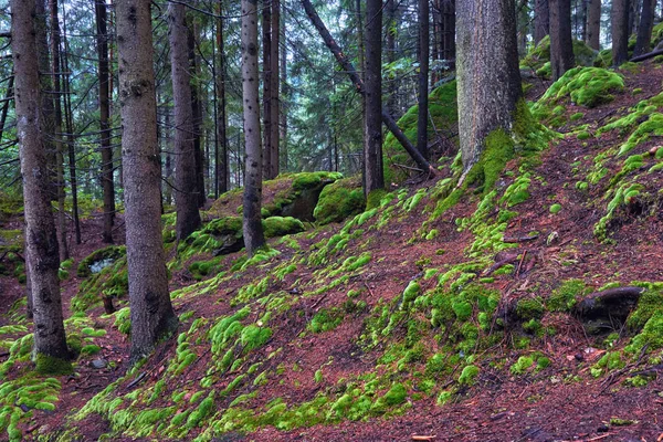 Bosque Montaña Musgo Suelo —  Fotos de Stock