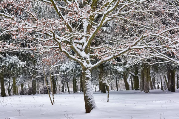 Branches Arbres Couvertes Neige — Photo