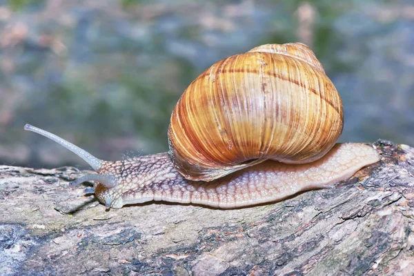 Snail Tree Close — Stock Photo, Image