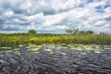 Sazlıklarla nehir kıyısında fırtına bulutları.