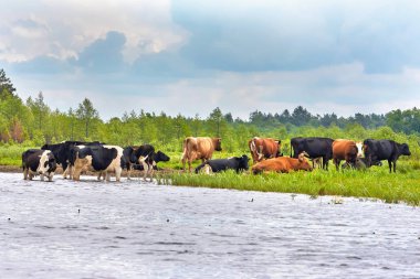 İneklerin bir sürüsü nehir kıyısında su içiyor.
