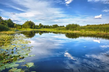 Nehir kıyısında güneşli bir gün. Reed, ağaçlar ve mavi gökyüzü bulutlarla kaplı..