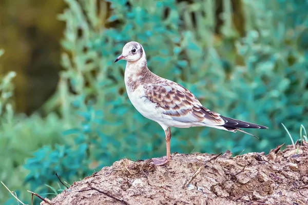 Gaivota Fica Margem Rio — Fotografia de Stock