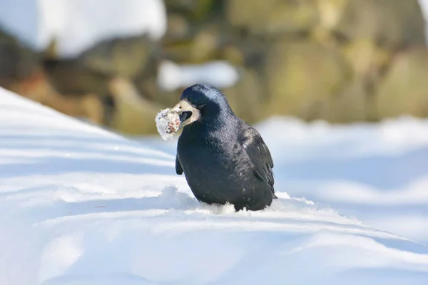 Corbeau Sur Neige Avec Noyer Bec — Photo