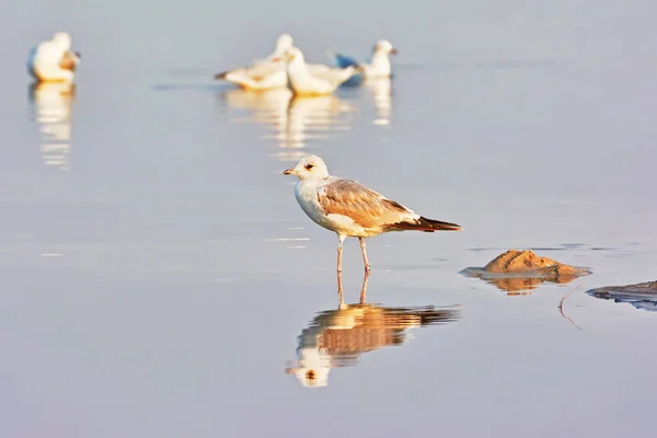 Gabbiano Che Cammina Sul Lago Riflesso Nell Acqua — Foto Stock