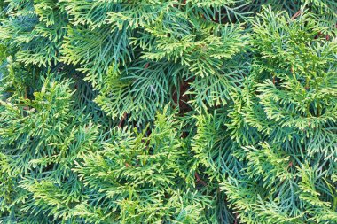 Background - tree branches arborvitae. clipart