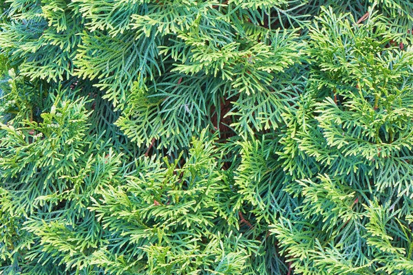 Háttér Faágak Arborvitae — Stock Fotó