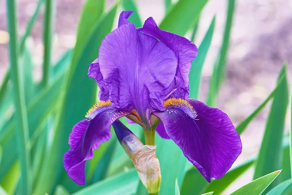 Blauwe Iris Bloem Close — Stockfoto