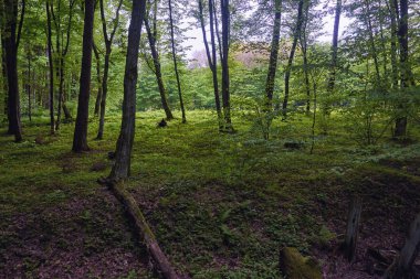 Peyzaj-ormanda akşam.