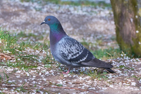 Gray pigeon on the ground land covered with blossoms in spring.