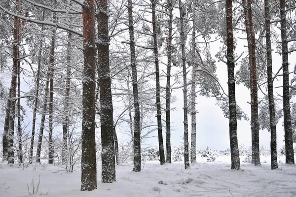 Paisaje Tronco Los Árboles Del Bosque Invernal — Foto de Stock