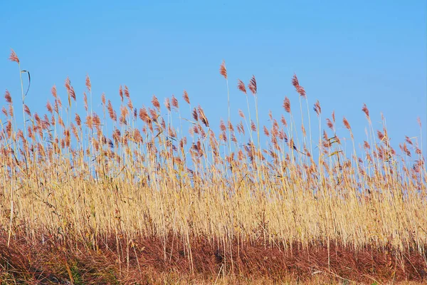 Reeds Sky — Stock Photo, Image