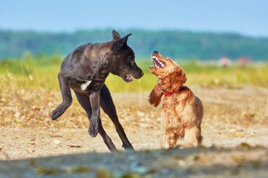 Yaz aylarında oynayan iki köpek.