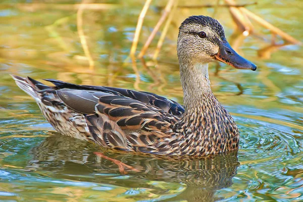 Mallard Pato Salvaje Lagos Agua Clara Caña — Foto de Stock