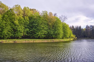 Küçük bir gölün kıyısındaki orman.