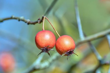 Sonbaharda bir dalda iki yabanmersini..