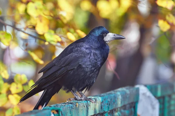 Raven Stands Fence Background Autumn Park Yellow Leaves Trees — Stock Photo, Image