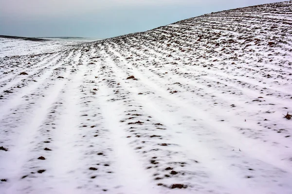 Téli Táj Hóval Borított Mezőgazdasági Terület — Stock Fotó
