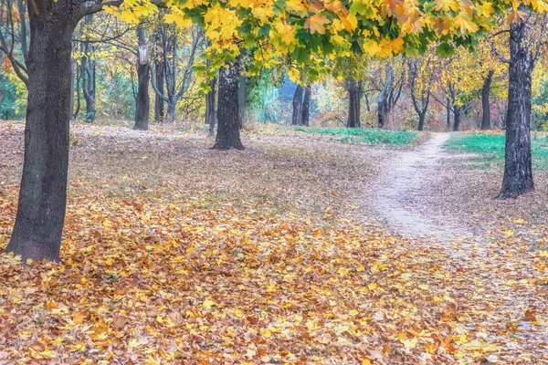 Ścieżki Parku Jesień Środku Drzewa Objęte Opadłych Liści Pożółkłe — Zdjęcie stockowe
