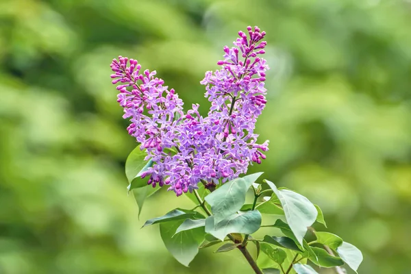 Een Aftakking Van Bloeiende Seringen Tuin Closeup — Stockfoto