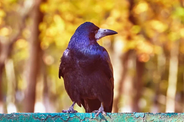 Raven Stands Fence Background Autumn Park Yellow Leaves Trees — Stock Photo, Image