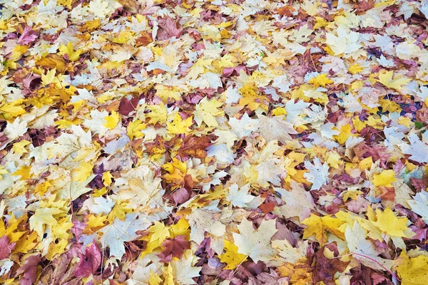 Background Yellow Autumn Leaves — Stock Photo, Image