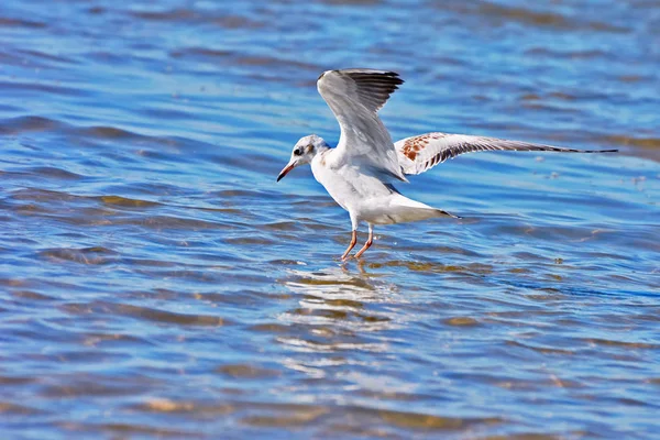 Gabbiano Che Cammina Sul Lago Riflesso Nell Acqua — Foto Stock